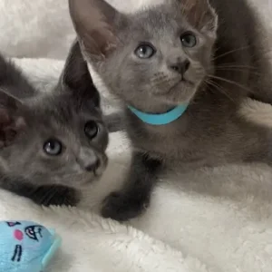 Oriental X Siamese blue kittens - Image 4