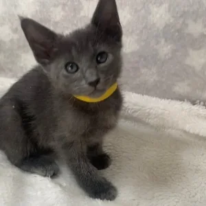 Oriental X Siamese blue kittens - Image 5