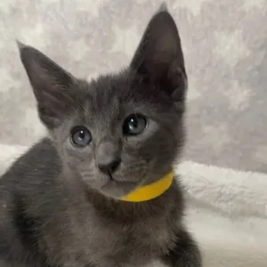 Oriental X Siamese blue kittens - Image 6