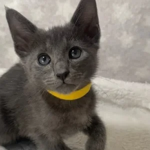 Oriental X Siamese blue kittens - Image 7