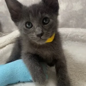 Oriental X Siamese blue kittens - Image 8