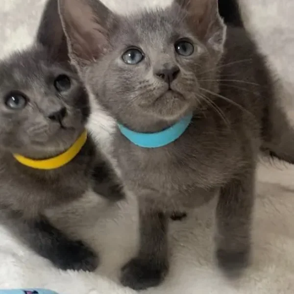 Oriental X Siamese blue kittens