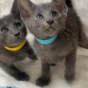 Oriental X Siamese blue kittens