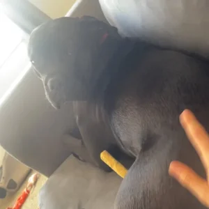 cane corso - Image 2