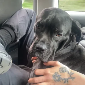 cane corso - Image 3