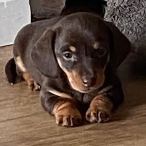 KC reg PRA clear Miniature Dachshunds - Image 2