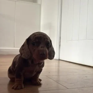 KC reg PRA clear Miniature Dachshunds - Image 3