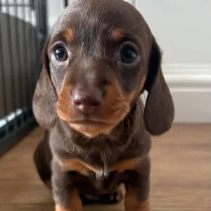 KC reg PRA clear Miniature Dachshunds - Image 4