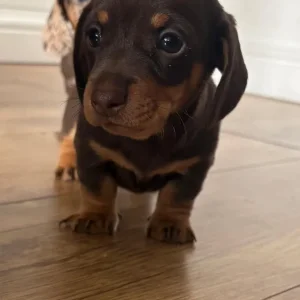 KC reg PRA clear Miniature Dachshunds - Image 5