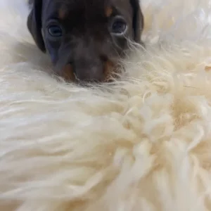 KC reg PRA clear Miniature Dachshunds - Image 7