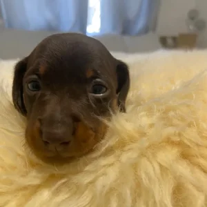 KC reg PRA clear Miniature Dachshunds - Image 8