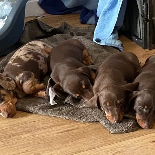 KC reg PRA clear Miniature Dachshunds