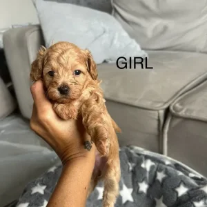 Beautiful cockapoo puppies - Image 2