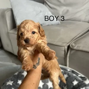 Beautiful cockapoo puppies - Image 5