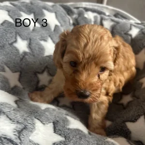 Beautiful cockapoo puppies - Image 6