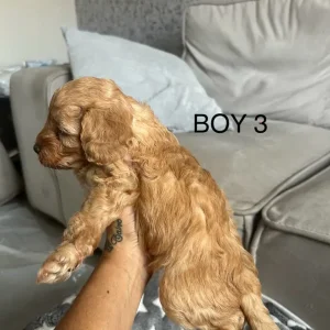 Beautiful cockapoo puppies - Image 7