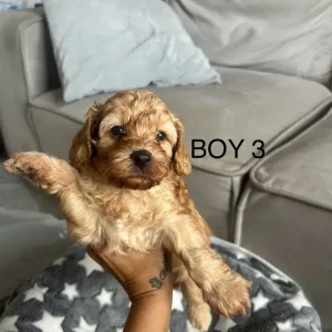 Beautiful cockapoo puppies - Image 8