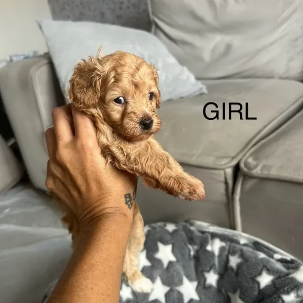 Beautiful cockapoo puppies