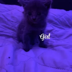 Fluffy kittens - Image 2