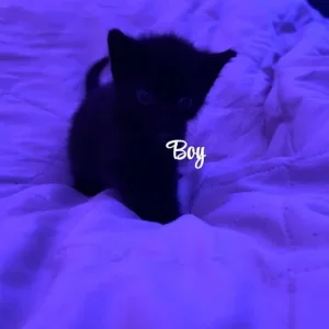 Fluffy kittens - Image 3