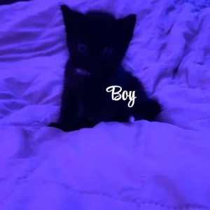 Fluffy kittens - Image 4