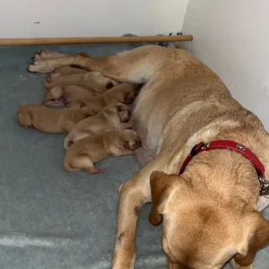 Exceptional KC FTCH Working Labrador Pups - Image 2