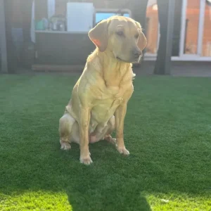 Exceptional KC FTCH Working Labrador Pups - Image 3