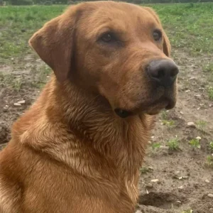 Exceptional KC FTCH Working Labrador Pups - Image 4
