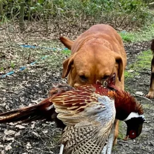 Exceptional KC FTCH Working Labrador Pups - Image 5