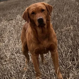 Exceptional KC FTCH Working Labrador Pups - Image 6