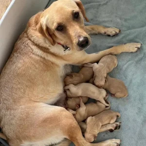 Exceptional KC FTCH Working Labrador Pups