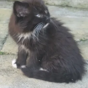 Female kitten - Image 2