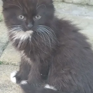 Female kitten - Image 3