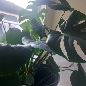 House plant - Image 2