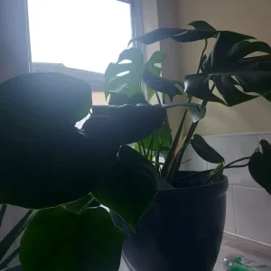 House plant - Image 3