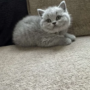 Adorable British Shorthair Kittens for Sale! - Image 2