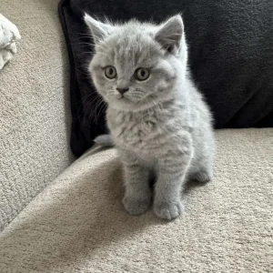 Adorable British Shorthair Kittens for Sale! - Image 3
