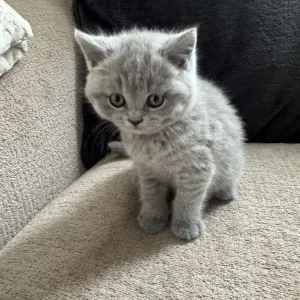 Adorable British Shorthair Kittens for Sale! - Image 4