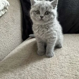 Adorable British Shorthair Kittens for Sale! - Image 5