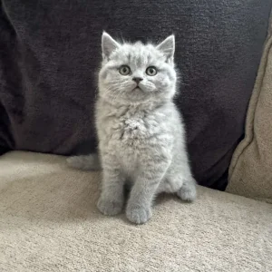 Adorable British Shorthair Kittens for Sale! - Image 6