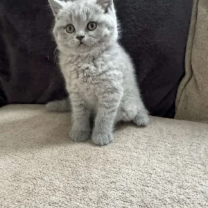 Adorable British Shorthair Kittens for Sale! - Image 7