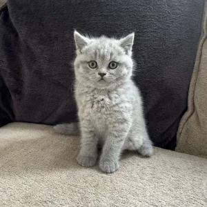 Adorable British Shorthair Kittens for Sale! - Image 8