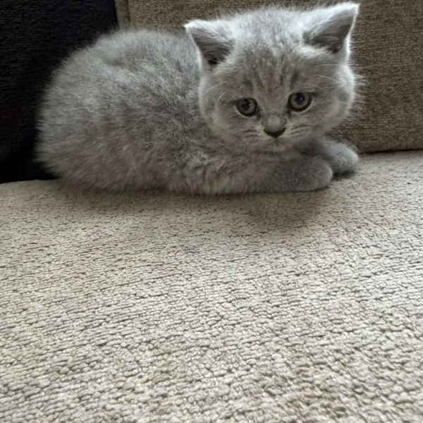 Adorable British Shorthair Kittens for Sale!