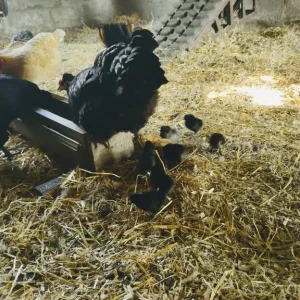 Day old chicks - Image 2