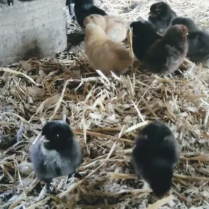 Day old chicks - Image 3