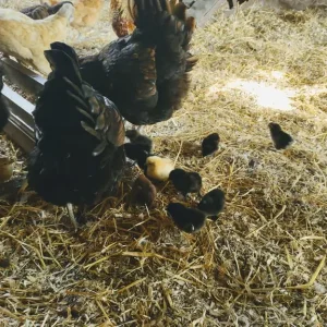 Day old chicks - Image 4