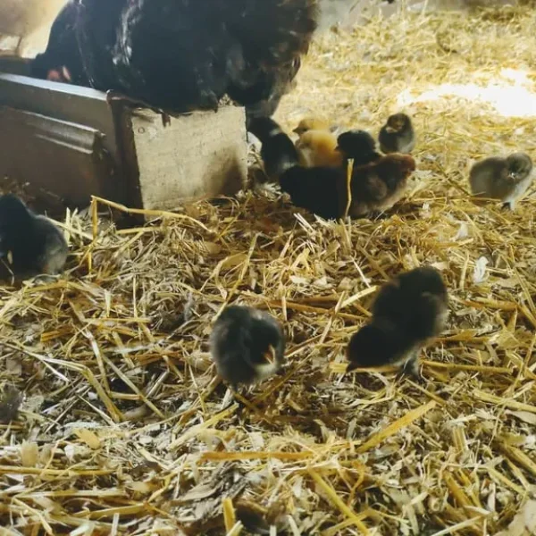 Day old chicks
