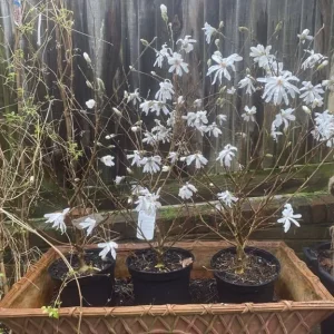 XL Gorgeous Magnolia Stellata - Image 2