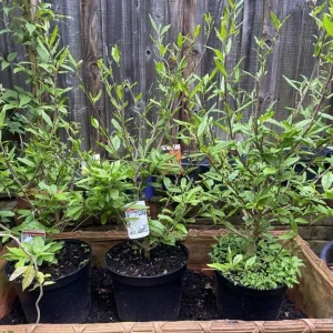 XL Gorgeous Magnolia Stellata - Image 4