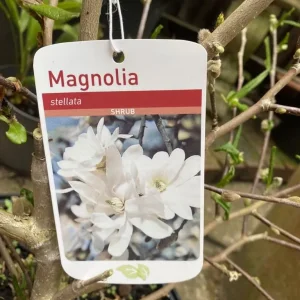 XL Gorgeous Magnolia Stellata - Image 5
